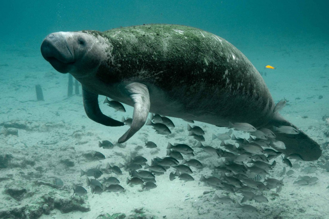 Karakteristik Dugong | unpad.ac.id