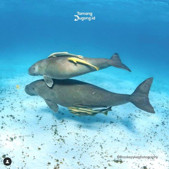 Habitat Ikan Dugong di Indonesia | instagram/tamangdugong.id