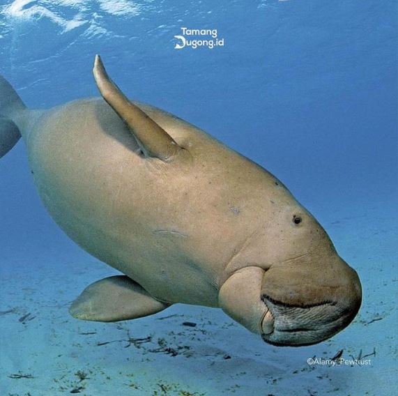Fakta Unik Dugong | instagram/tamangdugong.id