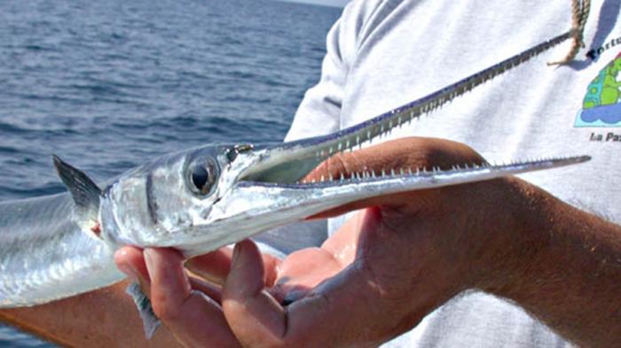 Ikan Cucut