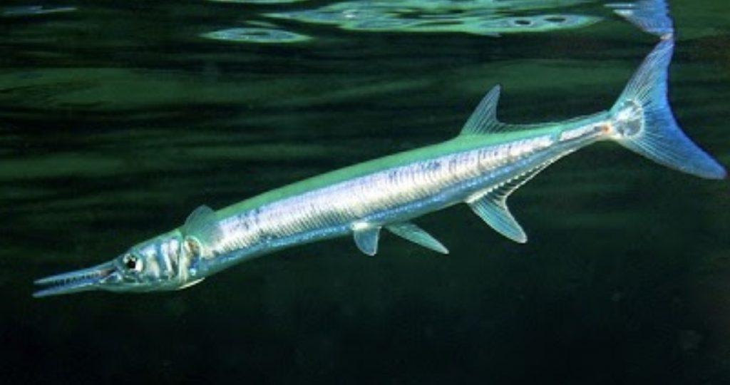 Ikan Cucut