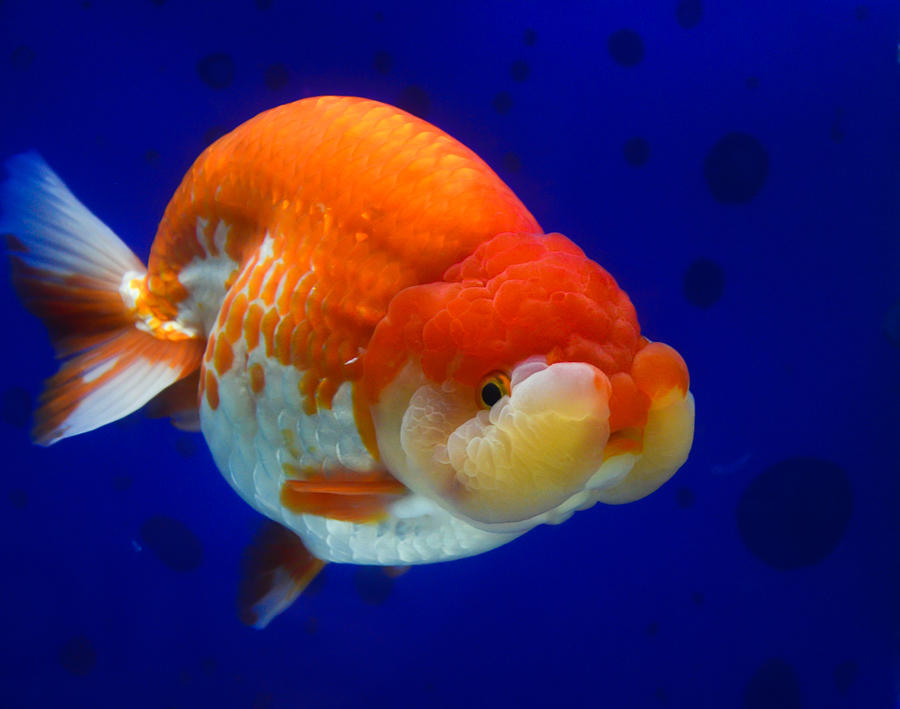 Ikan Mas Koki Lionhead