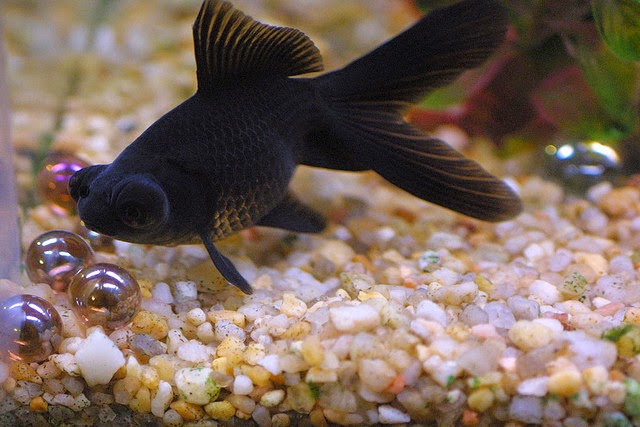 Ikan Mas Koki Black Moor