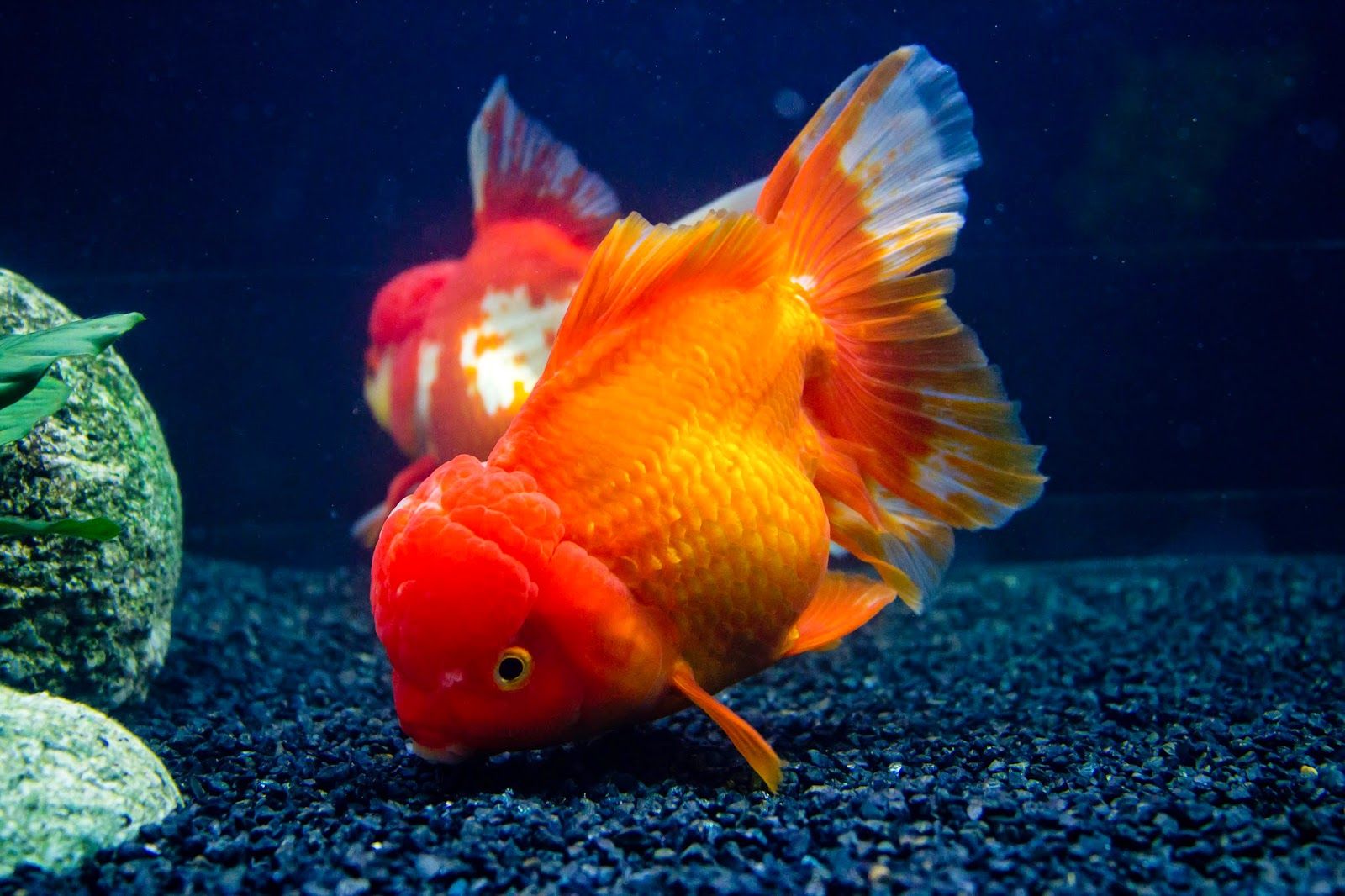 Ikan mas koki Lionhead