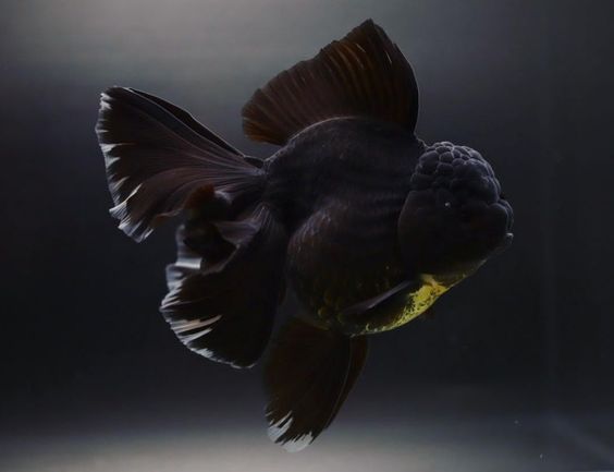 ikan mas koki black moor