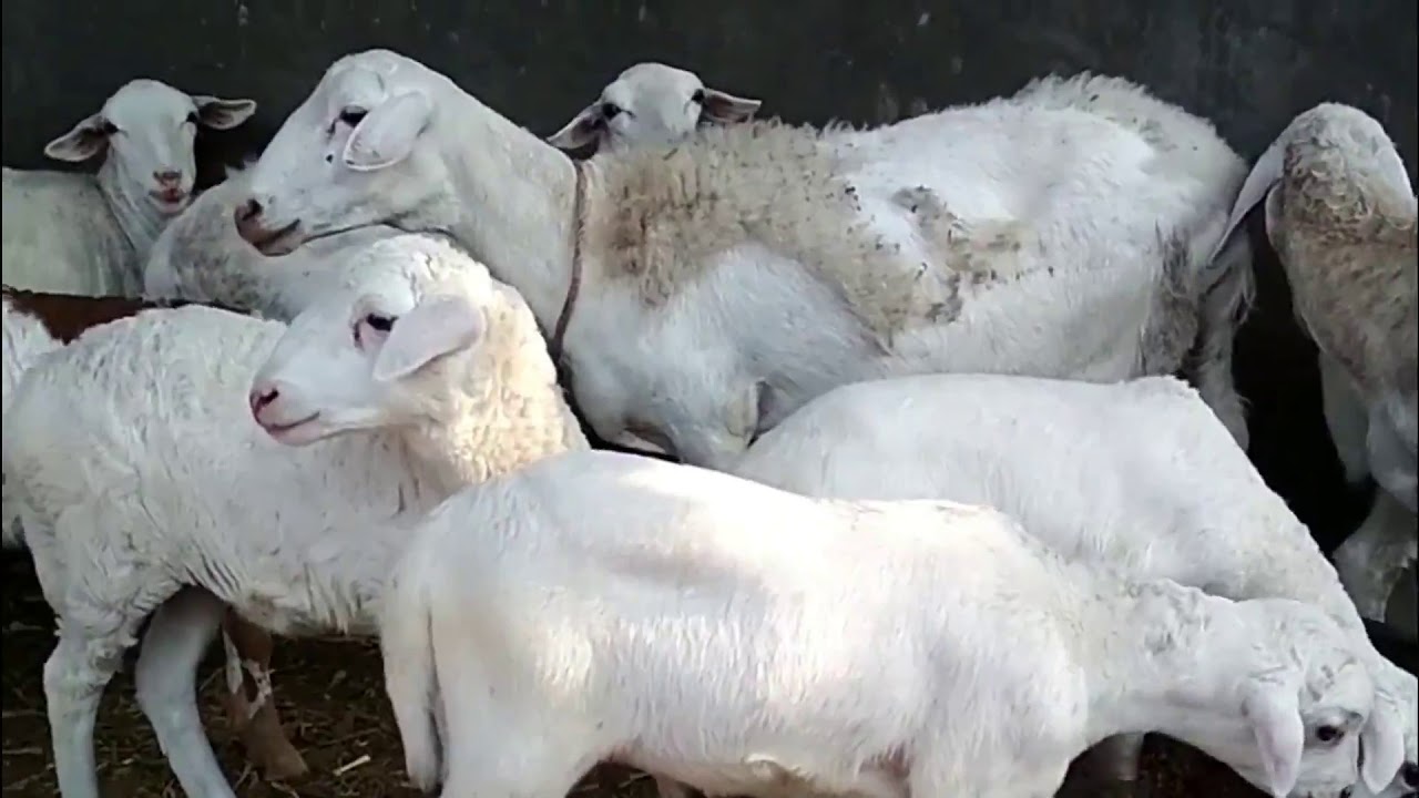 Kambing Gibas