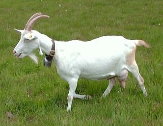 kambing saanen
