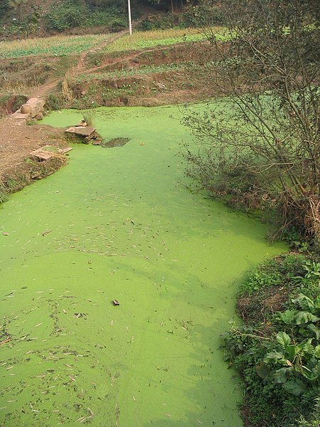 Eutrofikasi di sungai Algae Sichuan | Felix Andrews/ Wikimedia Commons