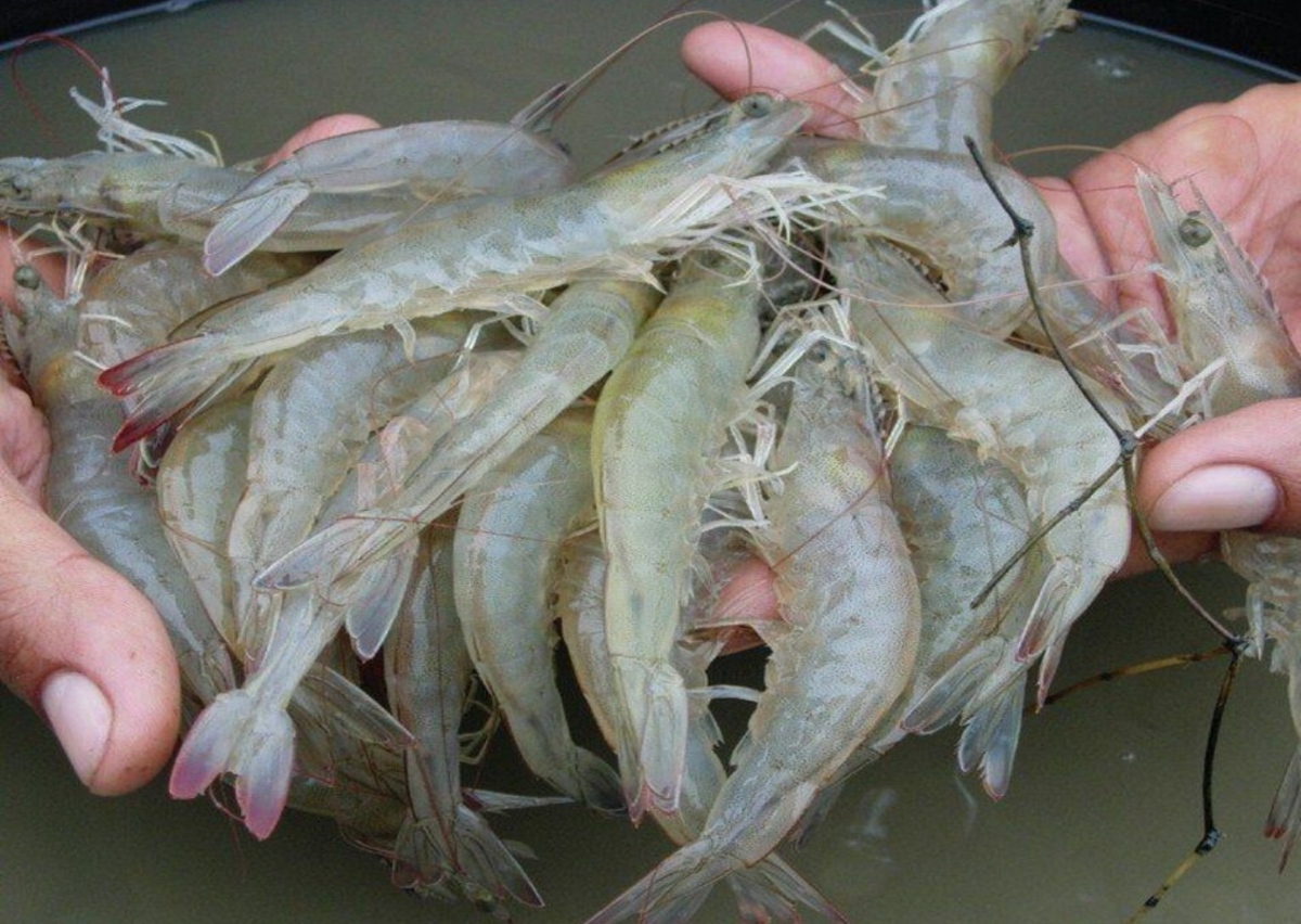 Jenis udang vaname by freepik