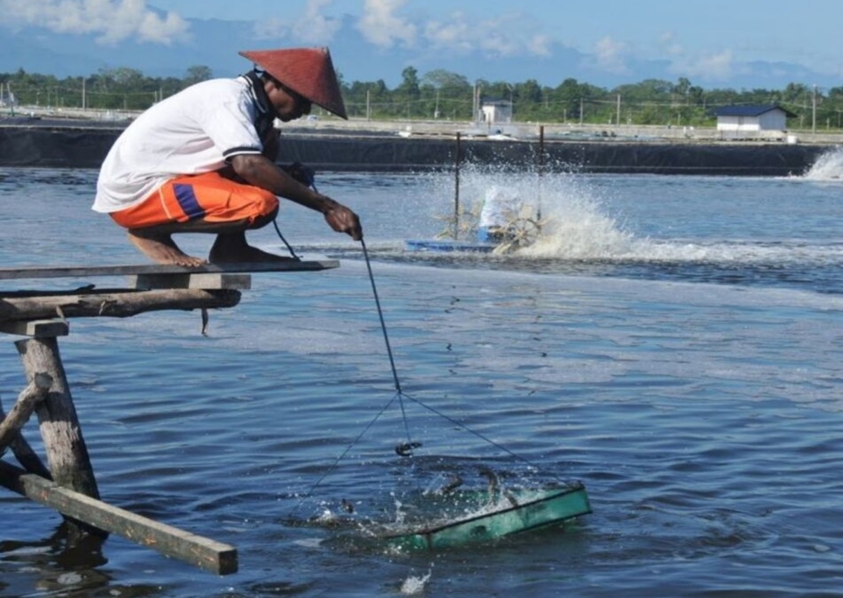 Tambak Udang Tambak Udang by Mediatani.co
