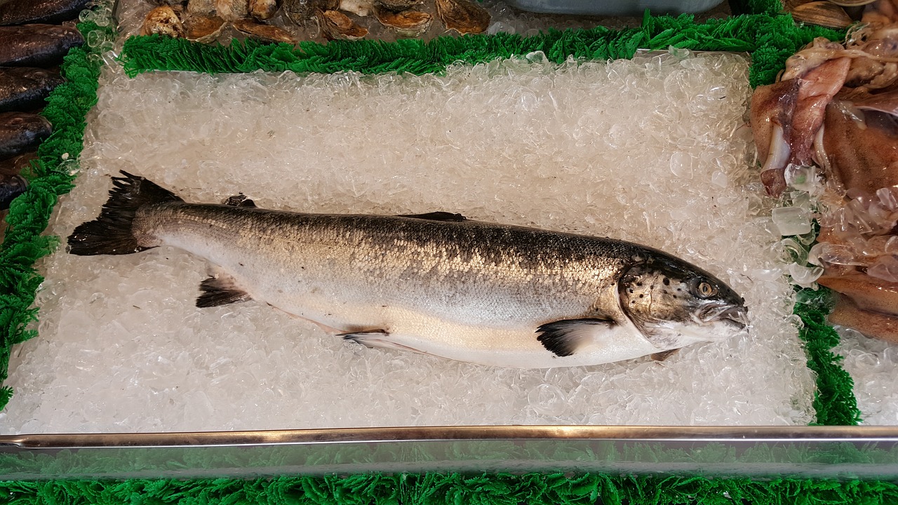 Ikan Salmon