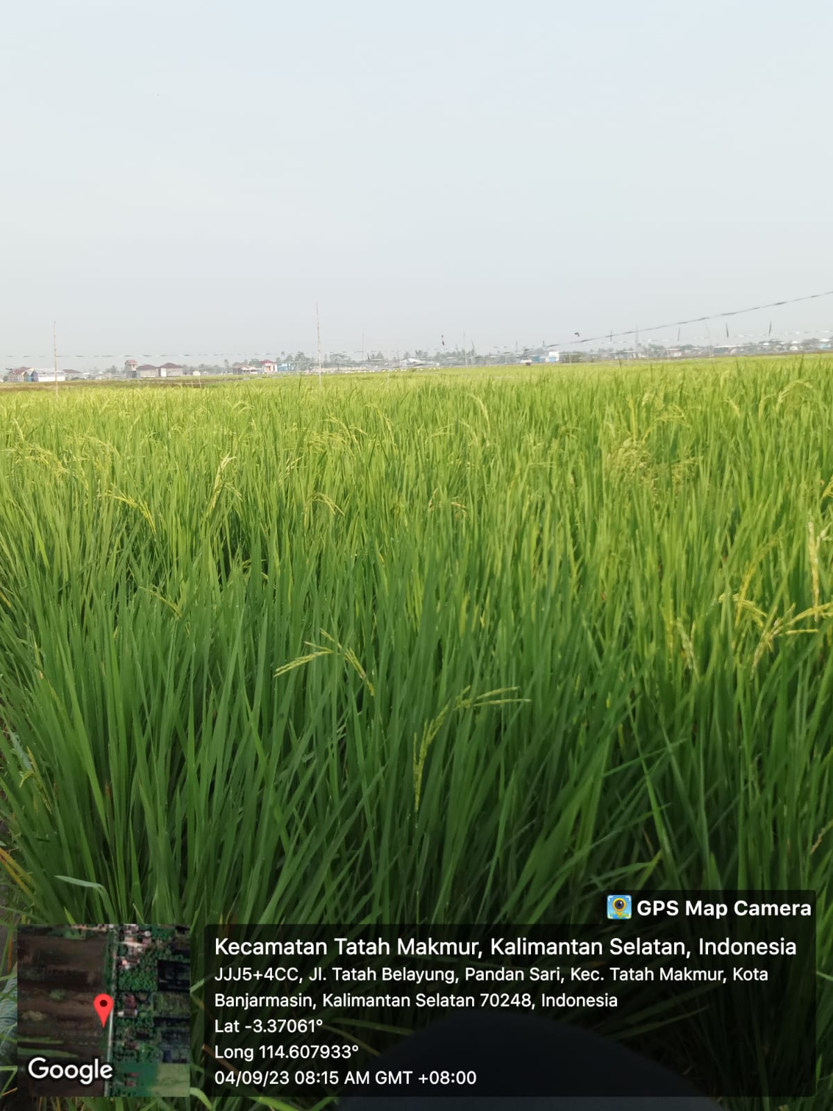 Pemanfaatan lahan basah oleh warga sekitar untuk menanam padi. | Dokumen Pribadi