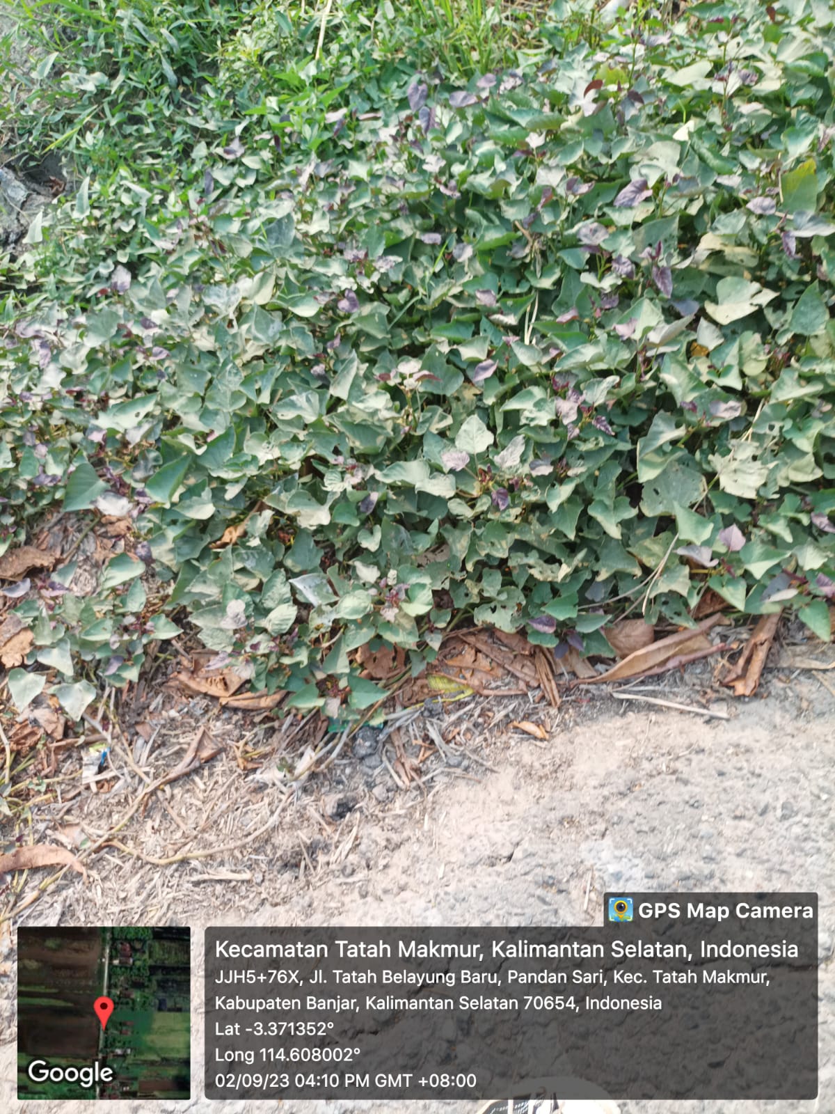 Warga di Tatah Belayung memanfaatkan lahan gambut sebagai tempat penanaman ubi. | Dokumen Pribadi