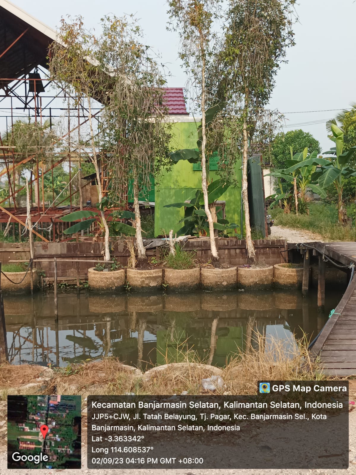 Pohon Galam yang terdapat pada gambar adalah pohon yang tumbuh sangat subur di lahan rawa yang digunakan untuk bahan bangunan serta kayu bakar. | Dokumen Pribadi