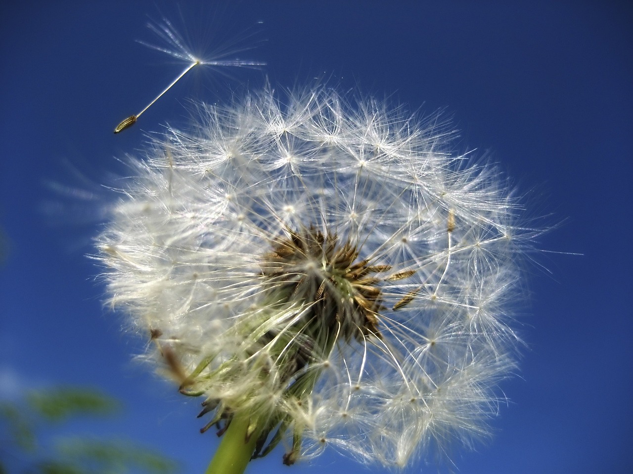 bunga dandelion