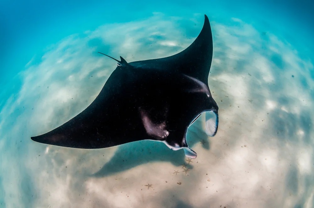 Ikan Pari Manta