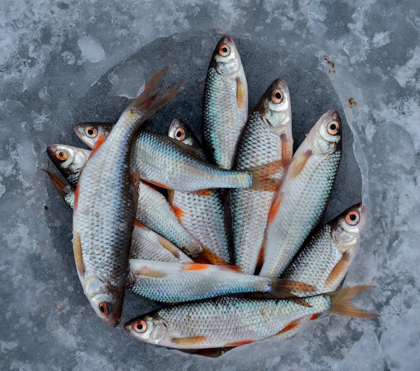 Ilustrasi ikan balanak | pexels/Alexander Zvir