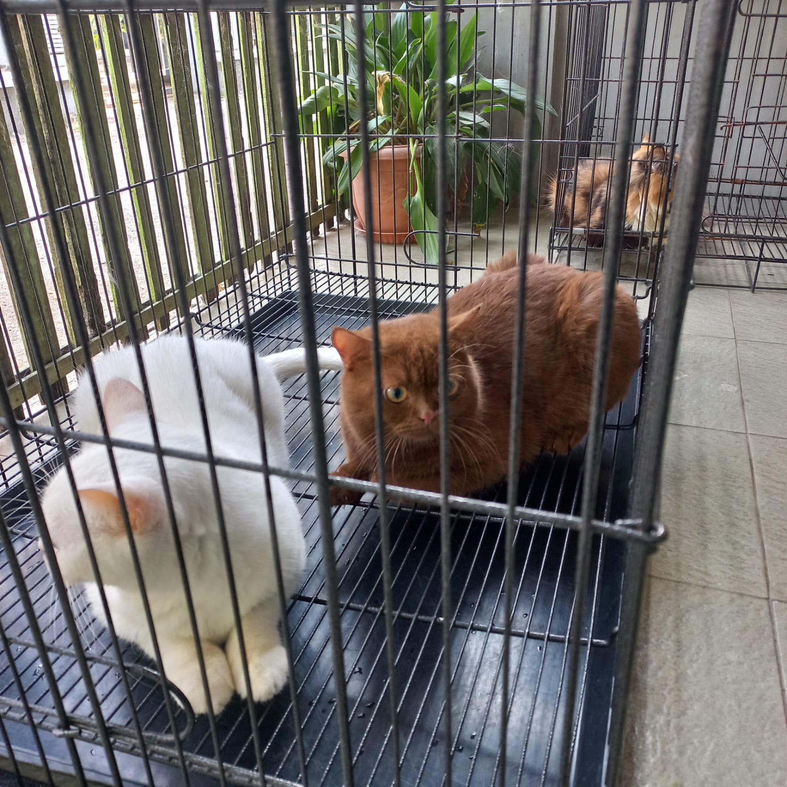 Kucing-kucing menunggu perawatan