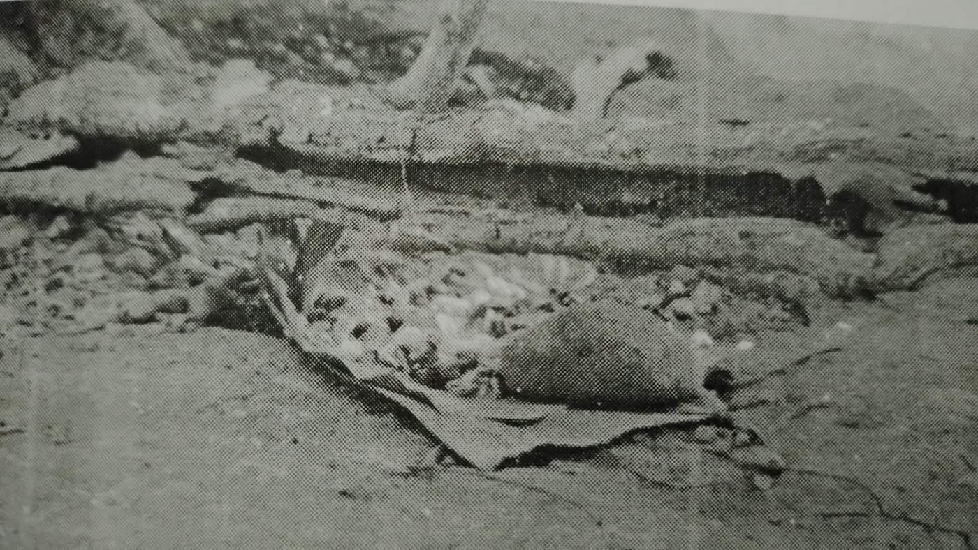 Sesaji di Wit Gom
