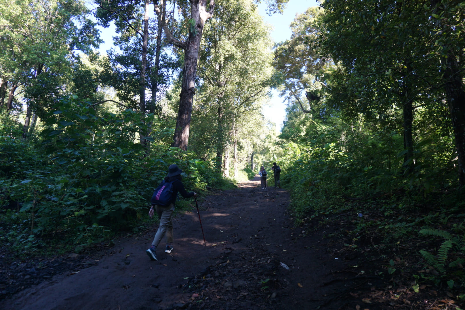 Dokumen Pribadi/ Kingkin: Didominasi Cengkin dan Pala