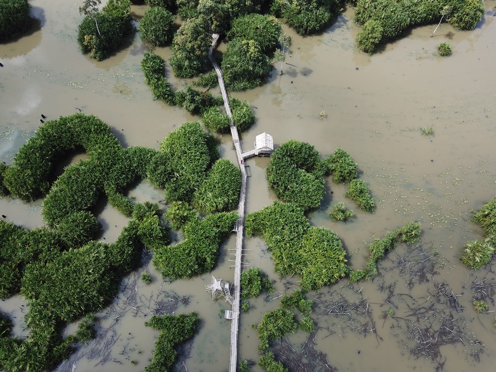 Sungai Lenggang yang dipenuhi tumbuhan rasau