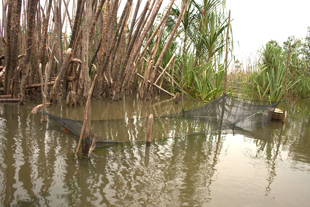 Kadut yang terbuat dari jari untuk menangkap ikan kecil, kadang juga mendapat ikan buntal air tawar