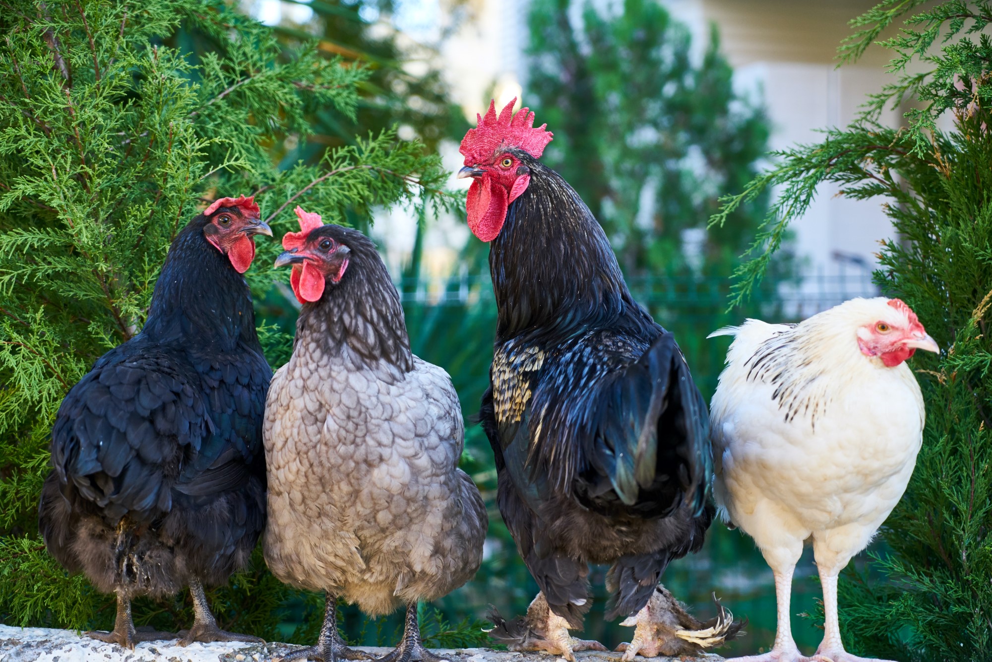 ayam