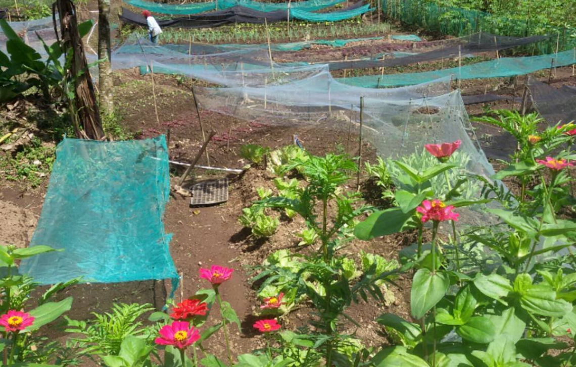 Perkebunan di Twelve's Organic