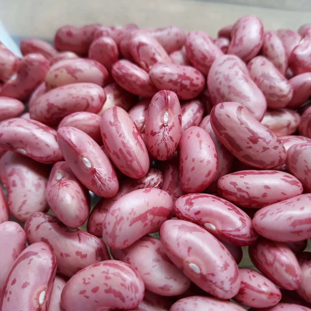 Hasil panen Twelve's Organic | Faceboom Twelve's Organic
