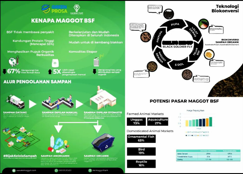 Mekanisme Budidaya Maggot