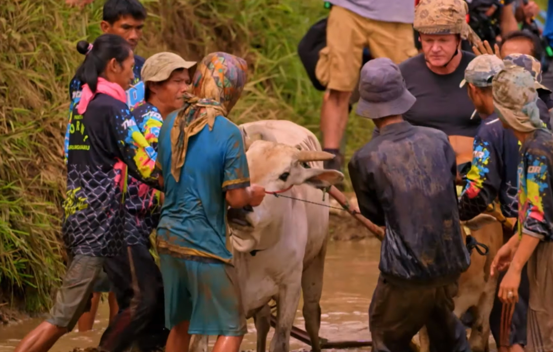 Gordon Ramsay mencoba Pacu Jawi
