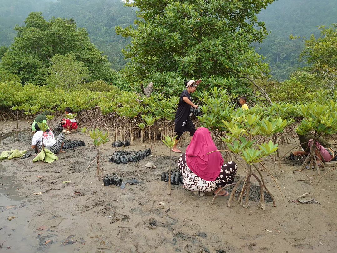 Partisipasi ibu-ibu dalam proses pembibitan mangrove yang berlokasi di Pantai Manjuto, Pesiri Selatan.