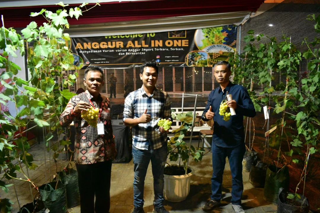 Petani Milenial yang membudidayakan anggur. Foto: Dok. pribadi