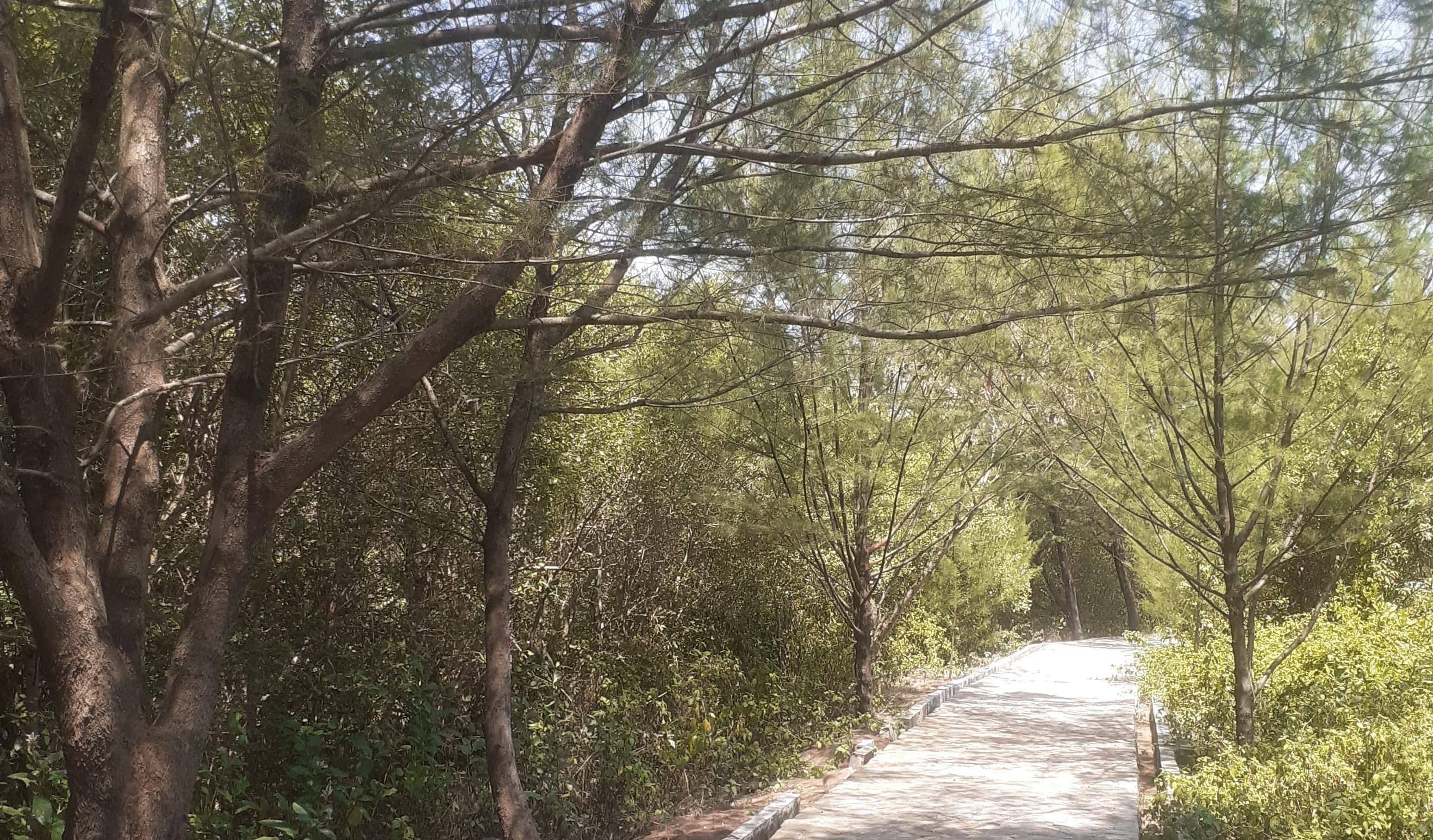 Jalan setapak di Pulau Lusi © Dokumen Pribadi