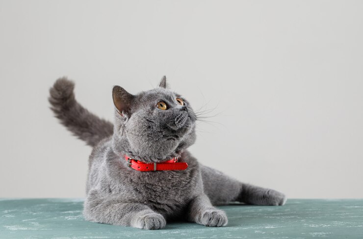 Cara mengatasi bulu kucing yang rontok | freepik/8photo