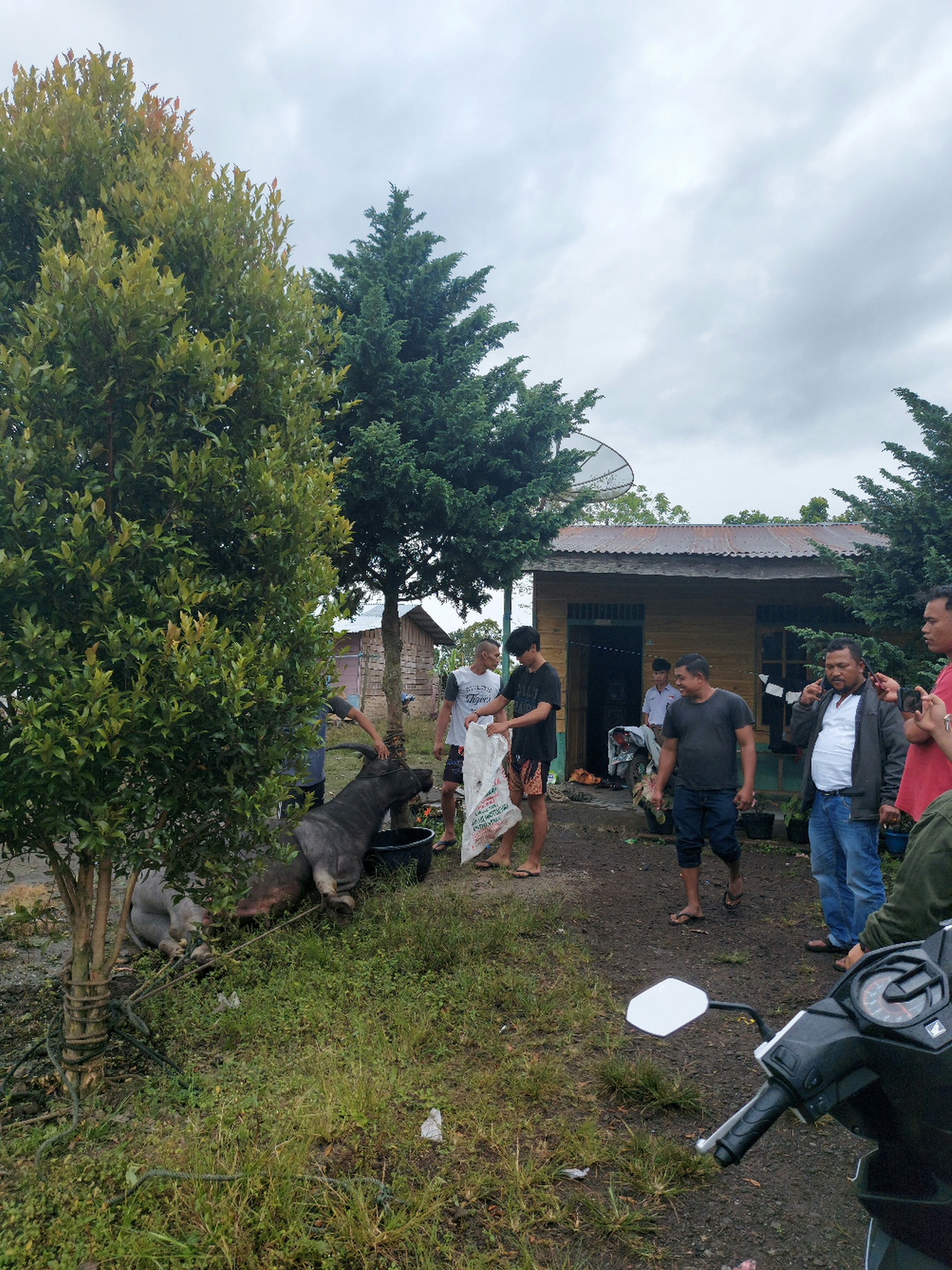 Proses pemotongan hewan Kerbau sebagai lauk makanan untuk tamu undangan