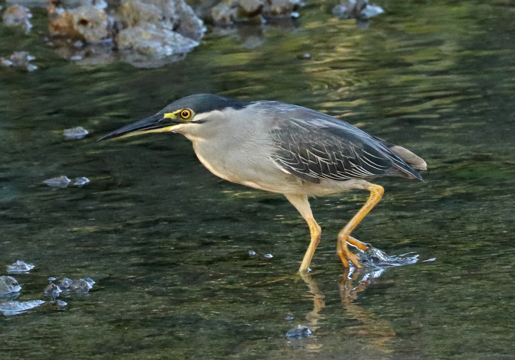 burung kokokan laut