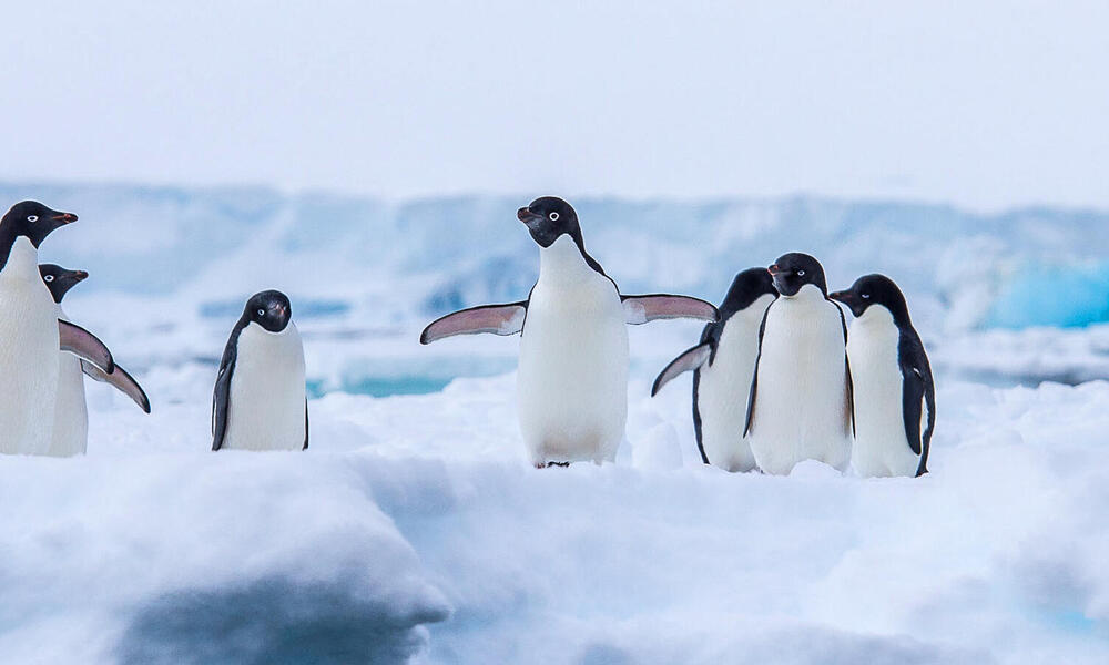 burung peguin