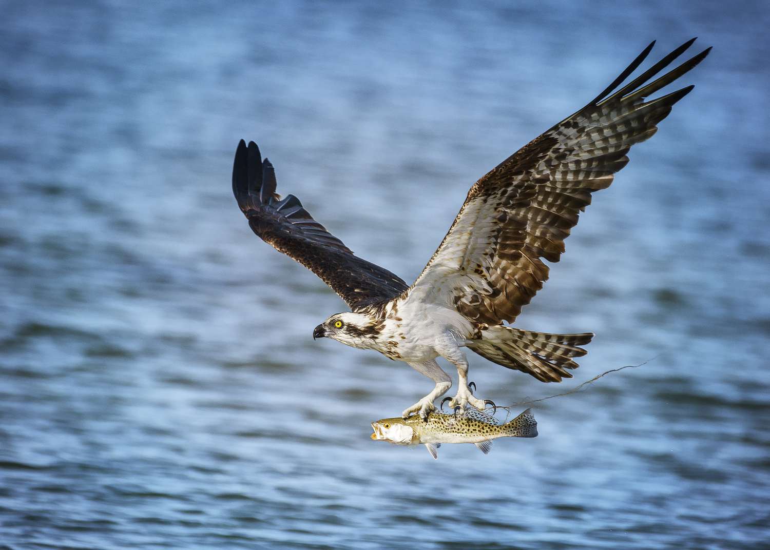 burung osprey