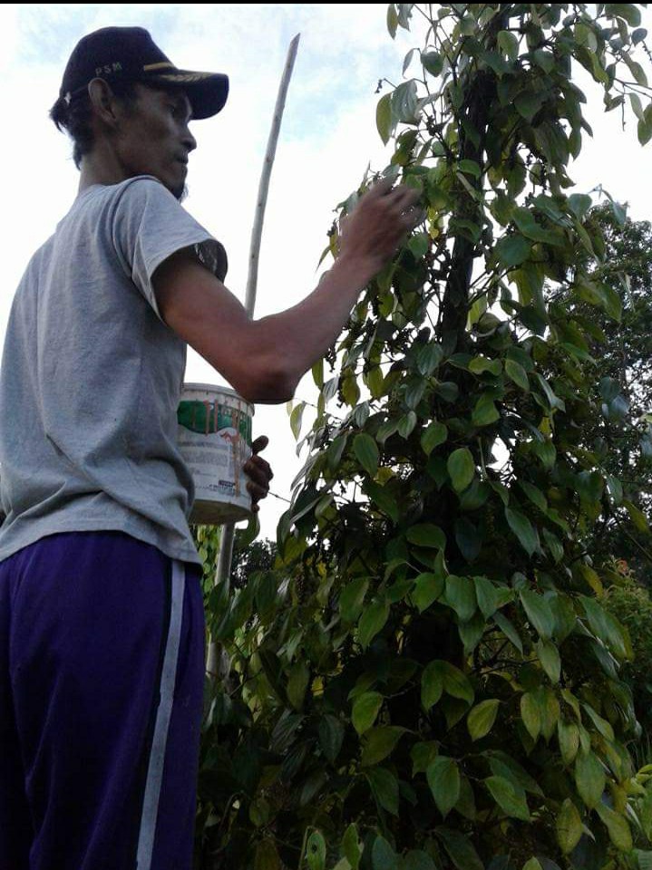 Metik buah sahang