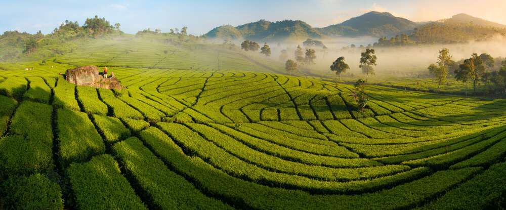 dok. Atourin/Kebun Teh