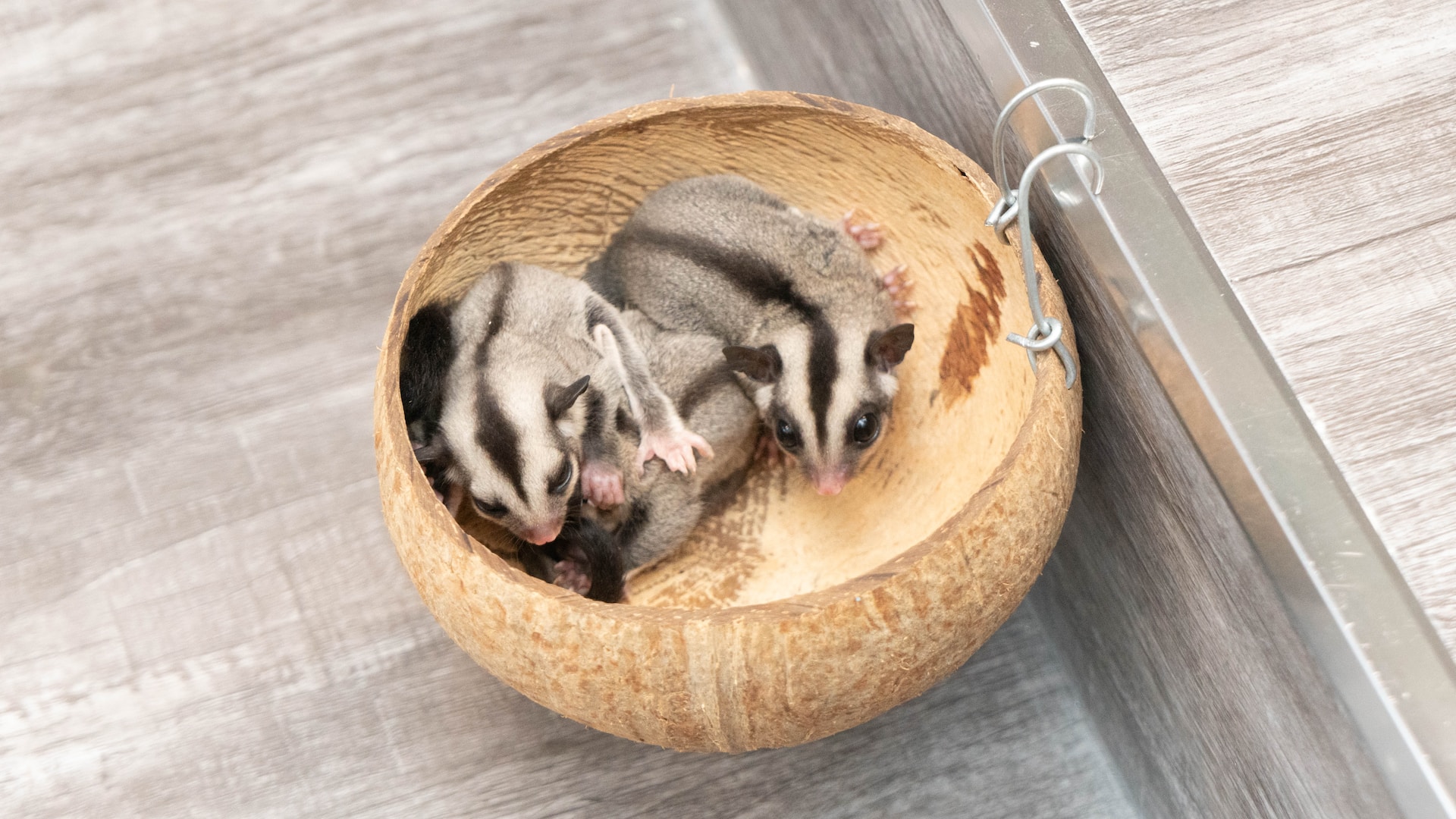 sugar glider atau tupai terbang