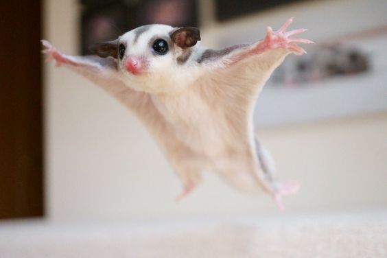 sugar glider tupai terbang