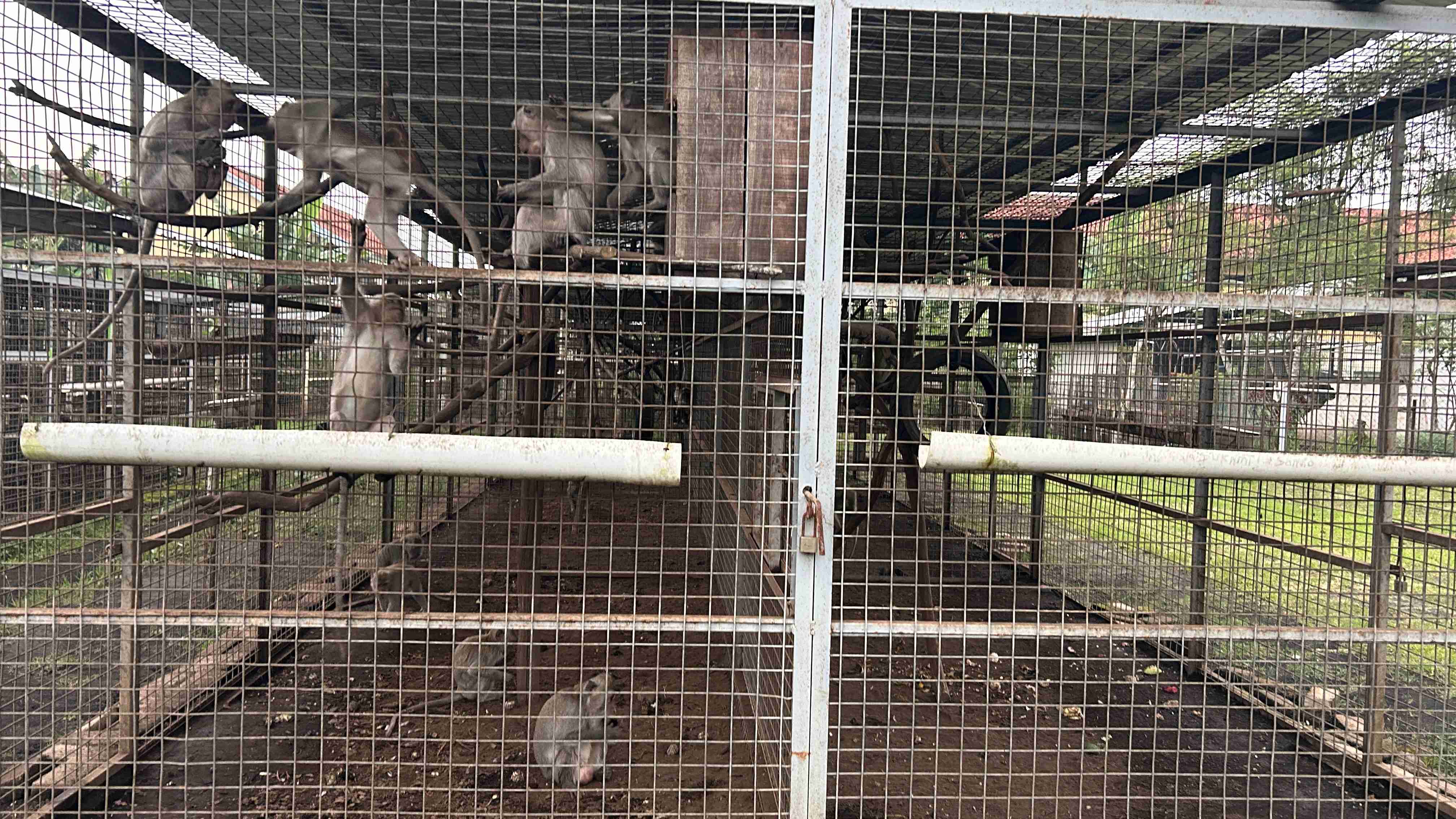 Monyet-monyet yang terdapat dalam Pusat Rehabilitasi Satwa Jaringan Satwa Indonesia. | Foto: Dokumentasi Pribadi