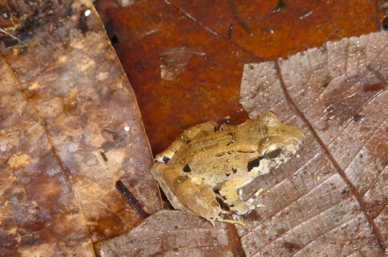 Spesies katak bertaring baru, Limnonectes phyllofolia. (Foto oleh Sean Reilly)
