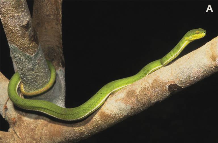 Foto oleh tim Survei Herpetologi CAS-Myanmar