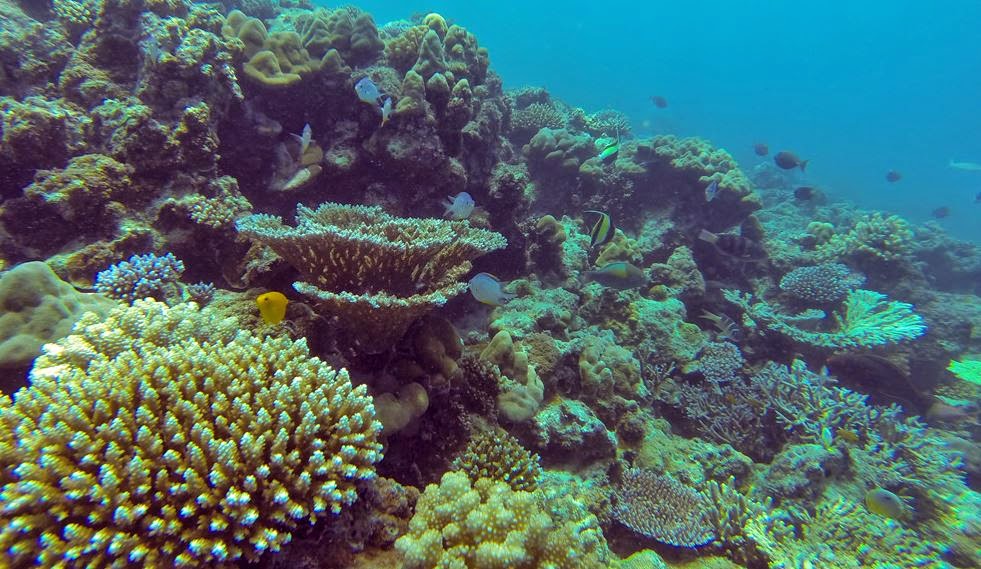 Bawah Laut Pantai Tureloto | https://www.pariwisatasumut.net/