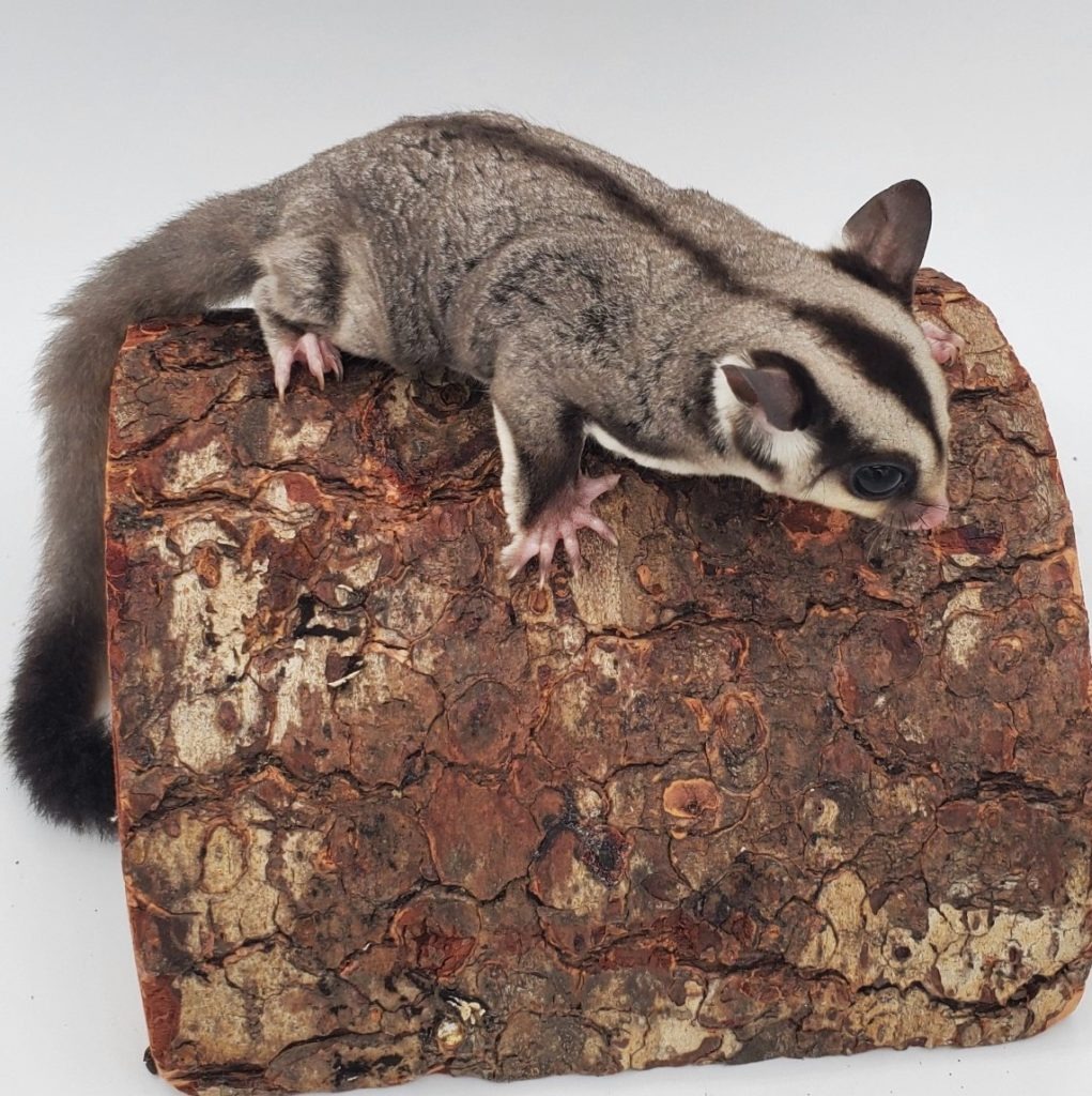sugar glider jenis cassic grey