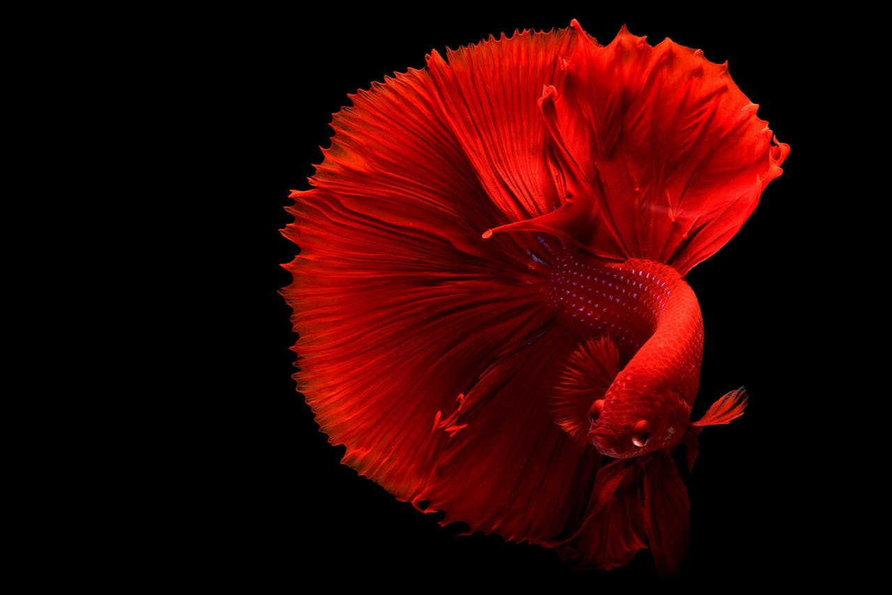 Pexels/Chevanon Photography