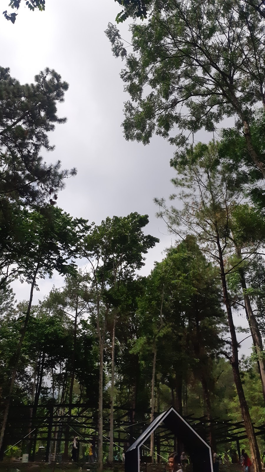 Piknik di tengah hutan pinus © Dokumentasi Pribadi 2024